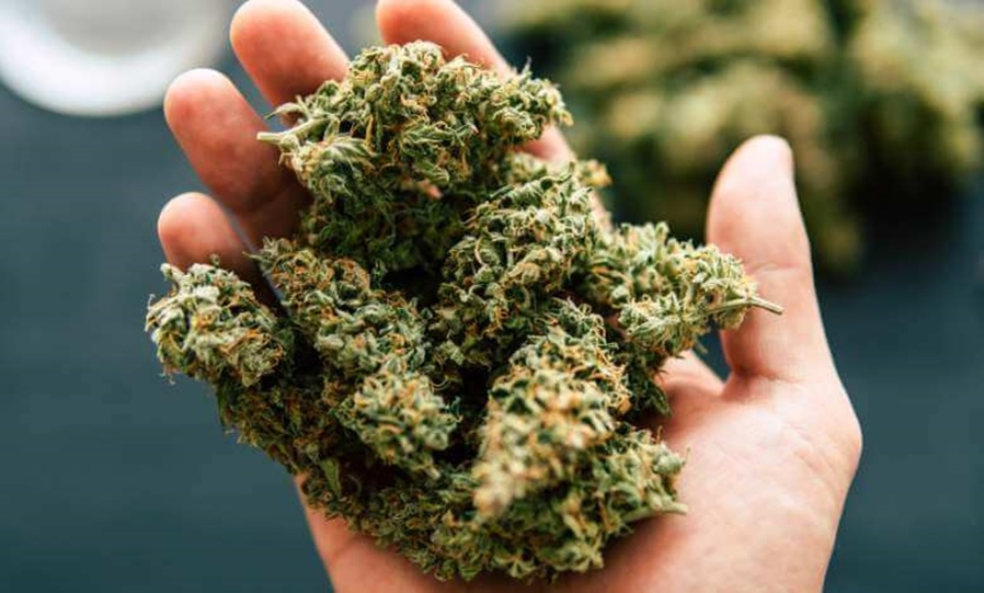 CBD vs. THCA Flower: Everything You Should Know